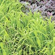 Milium Effusum 'Aureum' Milium Effusum 'Aureum'