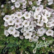 Gypsophila Cerastoides 'Pixie Splash' Gypsophila Cerastoides 'Pixie Splash'