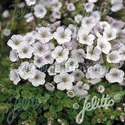 Gypsophila Cerastoides 'Pixie Splash'