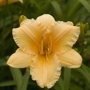 Hemerocallis hybrid 'Apricot Sparkles'