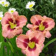 Hemerocallis hybrid 'Daring Deception'