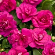 Impatiens walleriana 'Rockapulco Purple' Impatiens walleriana 'Rockapulco Purple'