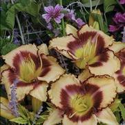 Hemerocallis hybrid 'Inwood' Hemerocallis hybrid 'Inwood'