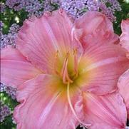 Hemerocallis hybrid 'Jolyene Nichole'