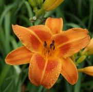 Hemerocallis hybrid 'Rocket City'