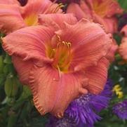 Hemerocallis hybrid 'South Seas'