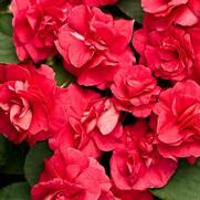Impatiens walleriana 'Rockapulco Red' Impatiens walleriana 'Rockapulco Red'