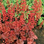 Heuchera hybrid 'Cherry Cola Soda'