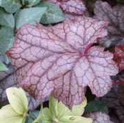 Heuchera hybrid 'Amethyst Mist' Heuchera hybrid 'Amethyst Mist'