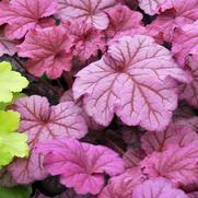Heuchera hybrid 'Berry Smoothie' Heuchera hybrid 'Berry Smoothie'
