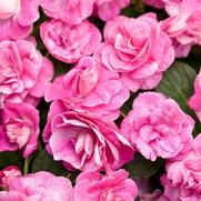 Impatiens walleriana 'Rockapulco Rose' Impatiens walleriana 'Rockapulco Rose'