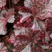 Heuchera hybrid 'Midnight Rose' Heuchera hybrid 'Midnight Rose'