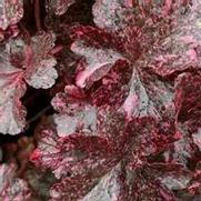 Heuchera hybrid 'Midnight Rose'