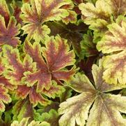 Heucherella hybrid 'Golden Zebra' Heucherella hybrid 'Golden Zebra'