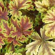 Heucherella hybrid 'Golden Zebra'