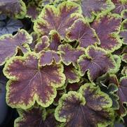 Heucherella hybrid 'Solar Eclipse' Heucherella hybrid 'Solar Eclipse'
