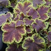 Heucherella hybrid 'Solar Eclipse'