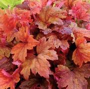 Heucherella hybrid 'Sweet Tea'