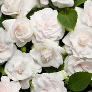 Impatiens walleriana 'Rockapulco White' Impatiens walleriana 'Rockapulco White'