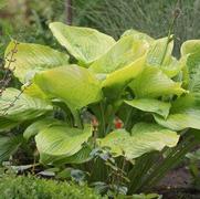 Hosta hybrid 'Sum and Substance'