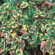 Houttuynia cordata 'Chameleon' Houttuynia cordata 'Chameleon'