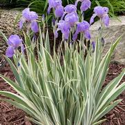 Iris pallida 'Albo Variegated White'