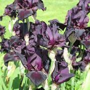 Iris germanica 'Superstition' Iris germanica 'Superstition'