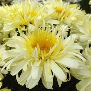 Leucanthemum superbum 'Real Charmer'