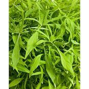 Ipomoea batatas 'Illusion Emerald Lace' Ipomoea batatas 'Illusion Emerald Lace'
