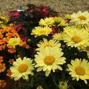 Leucanthemum superbum 'Real Sunbeam'