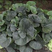 Ligularia dentata 'Midnight Lady' Ligularia dentata 'Midnight Lady'