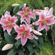 Lilium oriental 'Mona Lisa' Lilium oriental 'Mona Lisa'