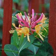 Lonicera heckrottii 'Gold Flame'