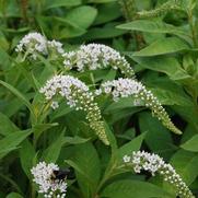 Lysimachia clethroides 'White Gooseneck' Lysimachia clethroides 'White Gooseneck'