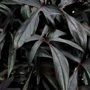Ipomoea batatas 'Illusion Midnight Lace' Ipomoea batatas 'Illusion Midnight Lace'