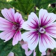 Alcea/Malva sylvestris 'Zebrina'