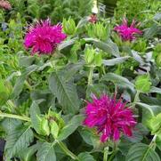 Monarda didyma 'Balmy Purple' Monarda didyma 'Balmy Purple'