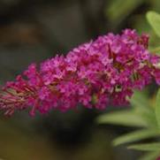 Buddleia davidii 'Buzz Magenta'