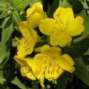 Oenothera tetragona 'Fruticosa' Oenothera tetragona 'Fruticosa'
