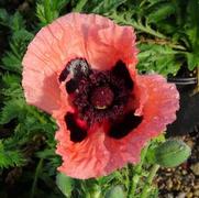 Papaver orientale 'Princess Victoria Louise' Papaver orientale 'Princess Victoria Louise'