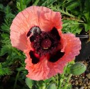 Papaver orientale 'Princess Victoria Louise'