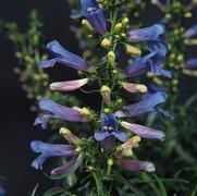 Penstemon heterophyllus 'Electric Blue' Penstemon heterophyllus 'Electric Blue'