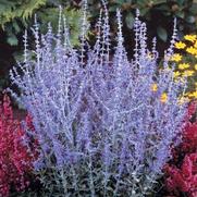 Perovskia atriplicifolia 'Little Spire' Perovskia atriplicifolia 'Little Spire'