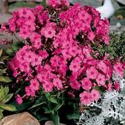 Phlox paniculata 'Flame Pink' Phlox paniculata 'Flame Pink'