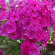 Phlox paniculata 'Flame Purple' Phlox paniculata 'Flame Purple'