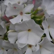 Phlox paniculata 'Flame White'