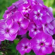 Phlox paniculata 'Laura' Phlox paniculata 'Laura'