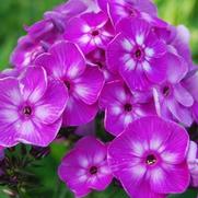 Phlox paniculata 'Laura'