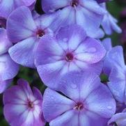 Phlox paniculata 'Blue Paradise' Phlox paniculata 'Blue Paradise'