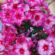 Phlox paniculata 'Fireworks' Phlox paniculata 'Fireworks'